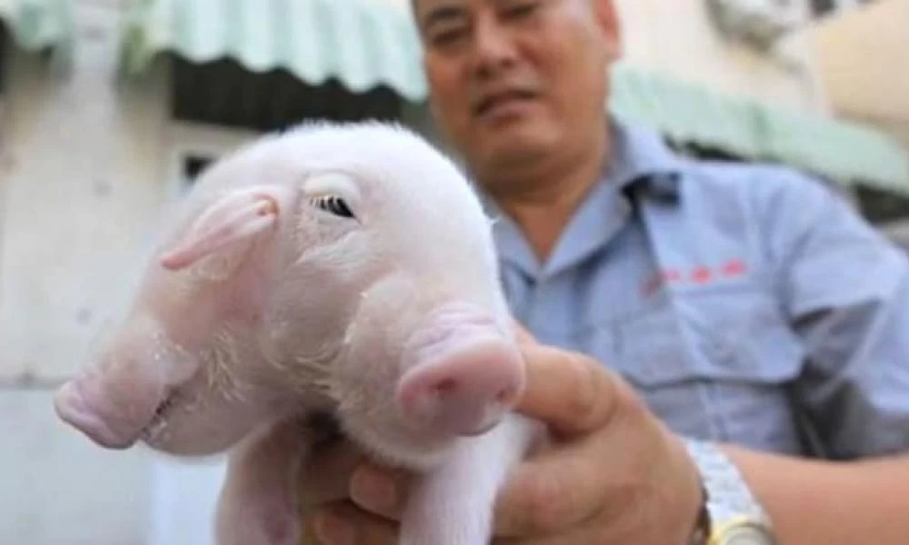 Φιλιππίνες: Γουρουνάκι γεννήθηκε με δύο κεφάλια και τρία μάτια